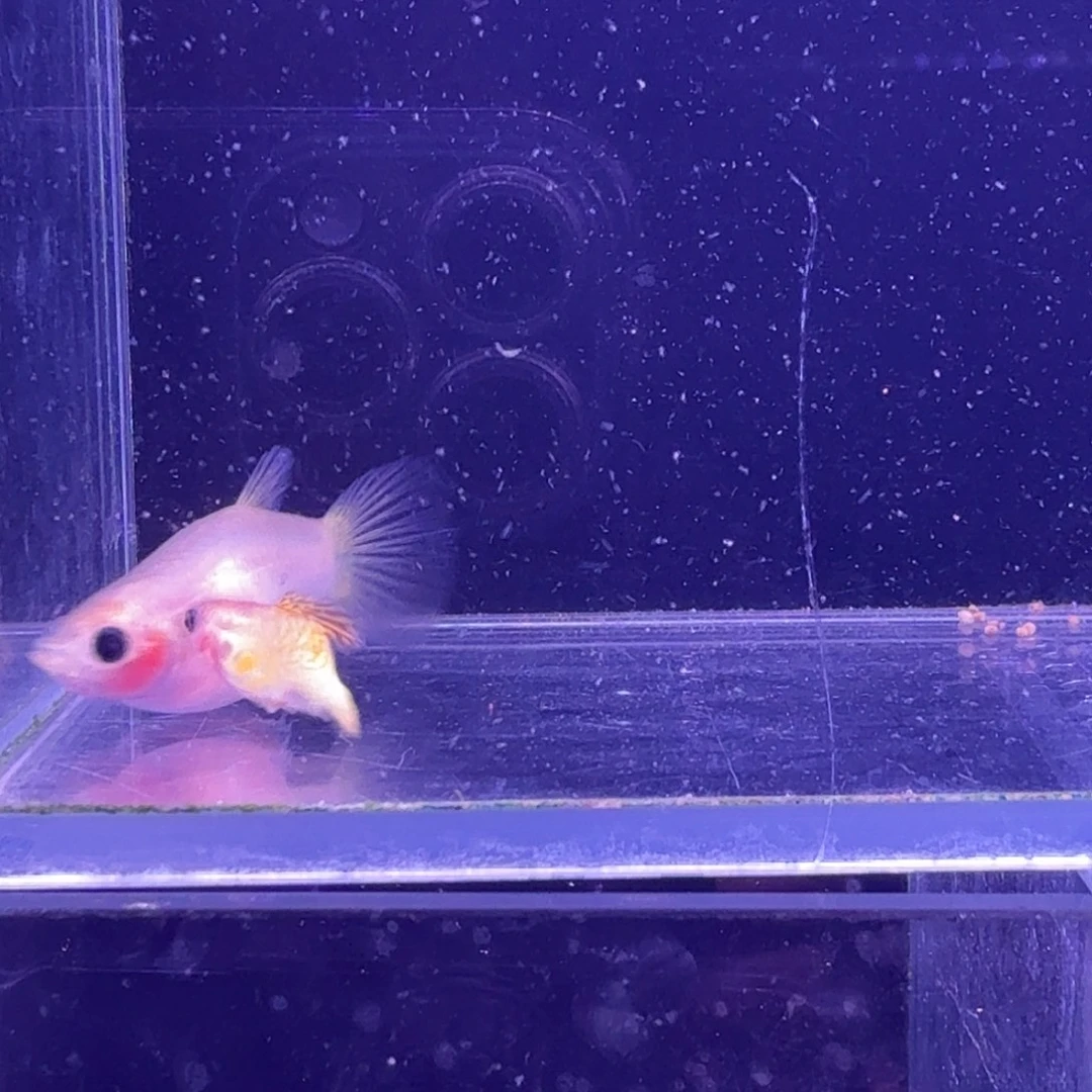 孔雀鱼黄金蕾丝1对