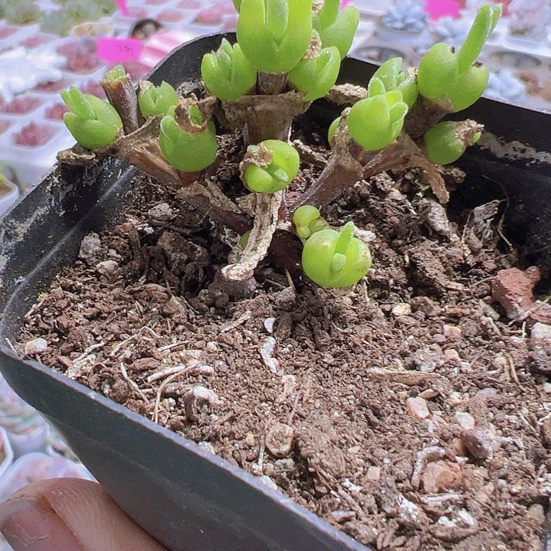 老桩碧光环15头起19包邮