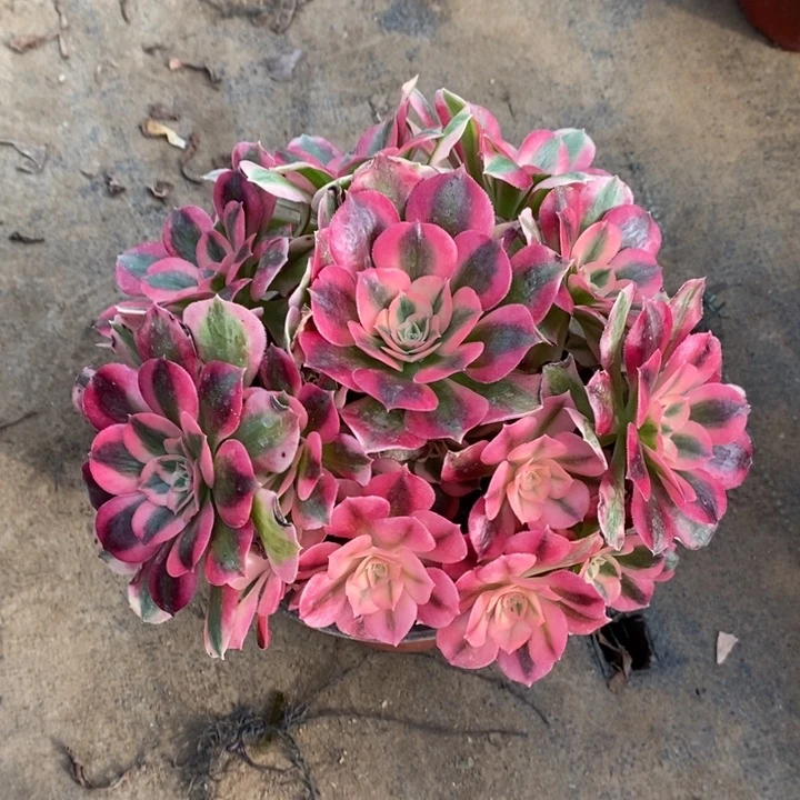 女巫65多肉植物法师法师