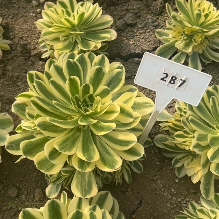 284迈巴赫多肉植物