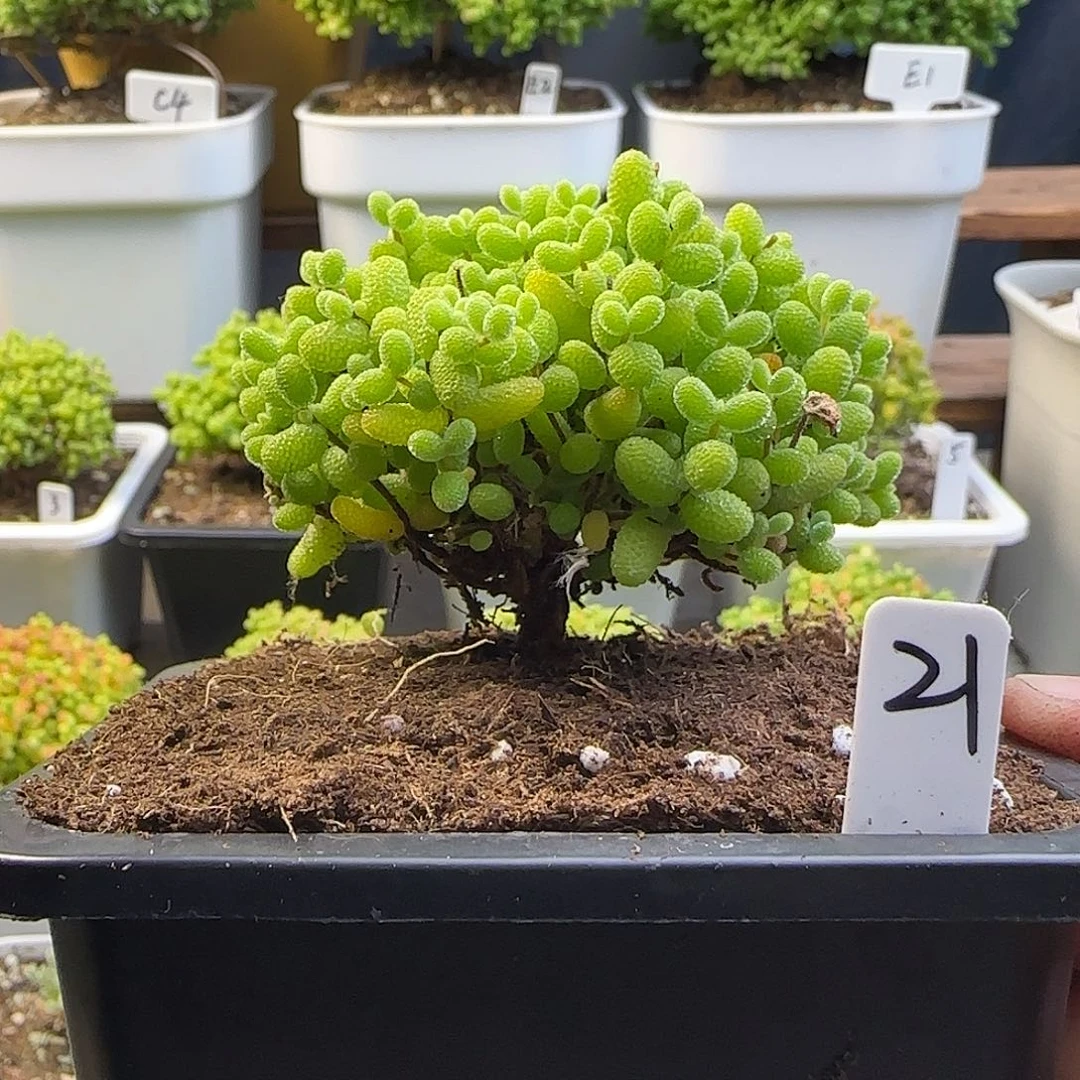 金桔糖球一物一拍