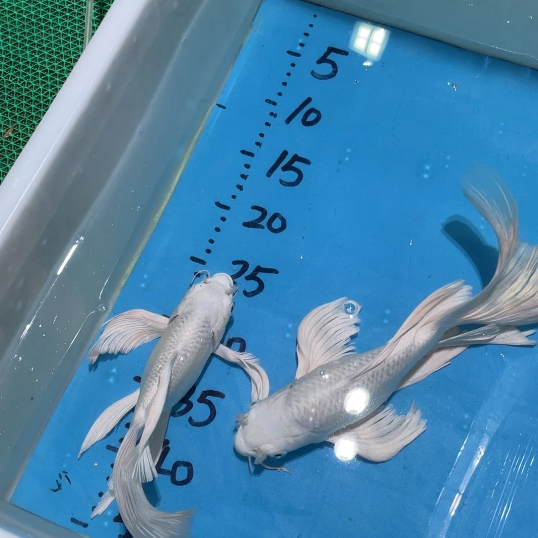 锦鲤锦鲤包邮包邮蝴蝶