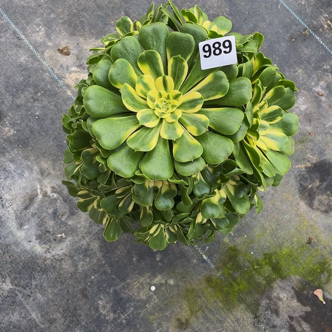 云***，多肉辛尼亚000000989