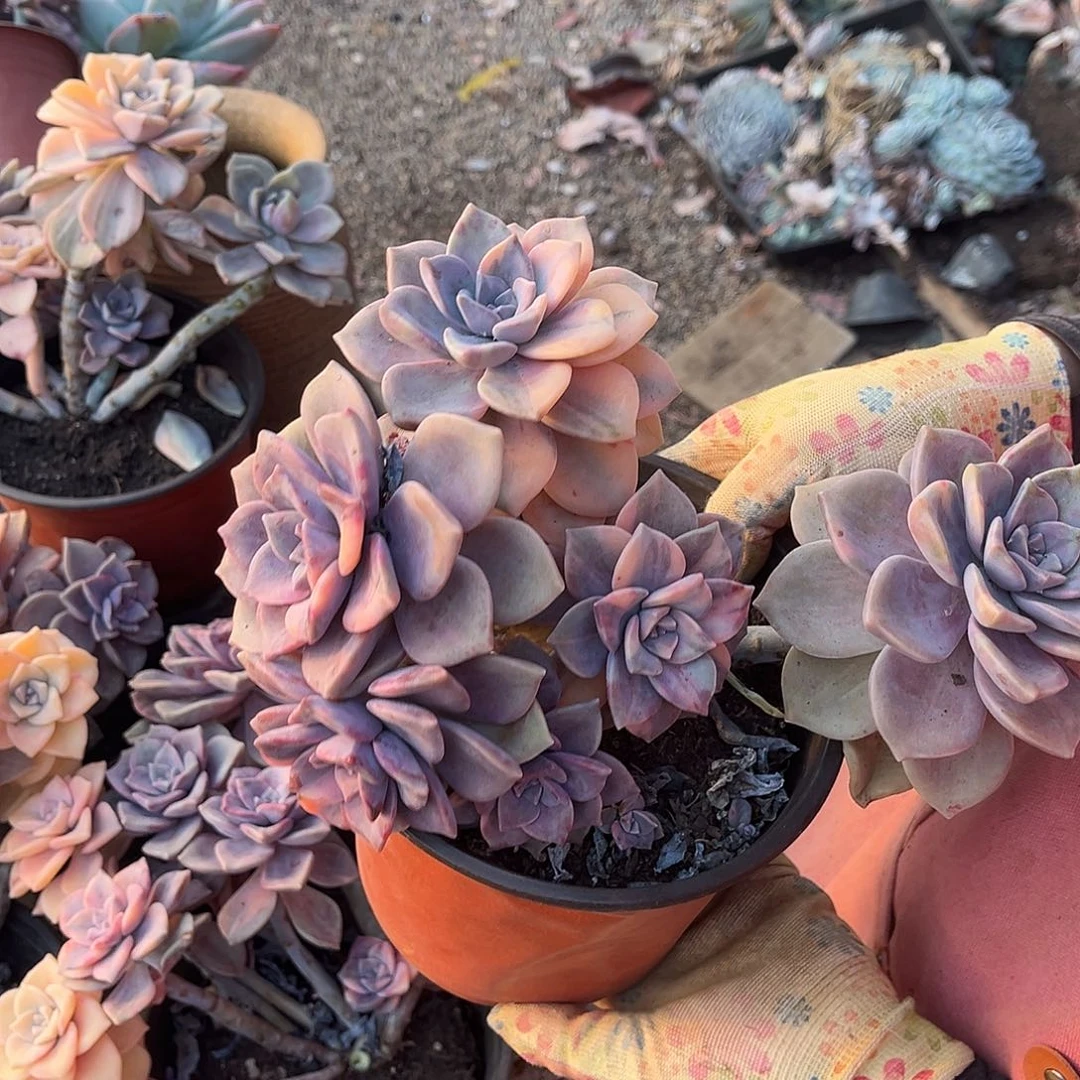 肖*多肉植物紫乐景Z40