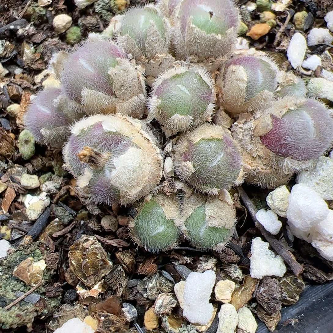 【闪购商品】276 紫毛球