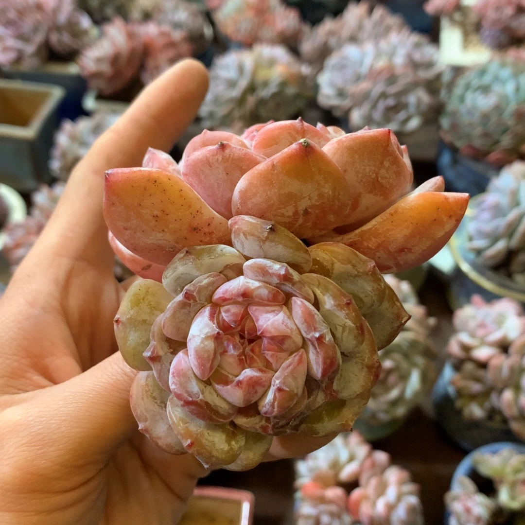 哈哈哈哈哈哈哈哈哈哈