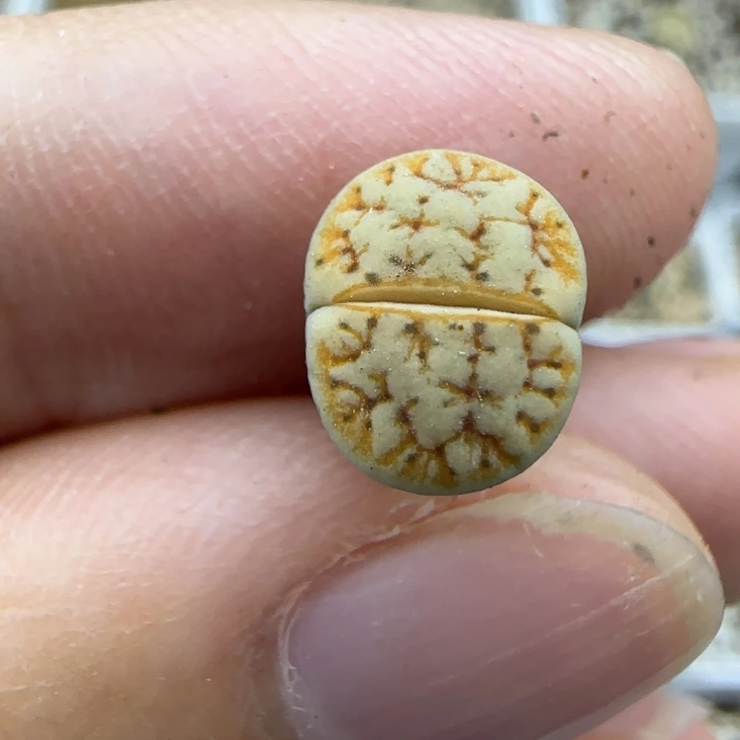 196二蜕睫毛189 清框福利30包邮