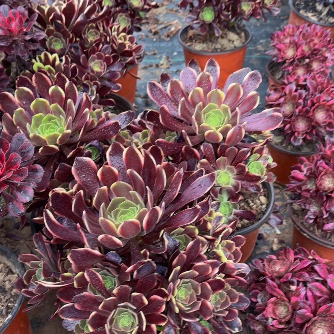 欧嘉莉手捧9.9多肉植物