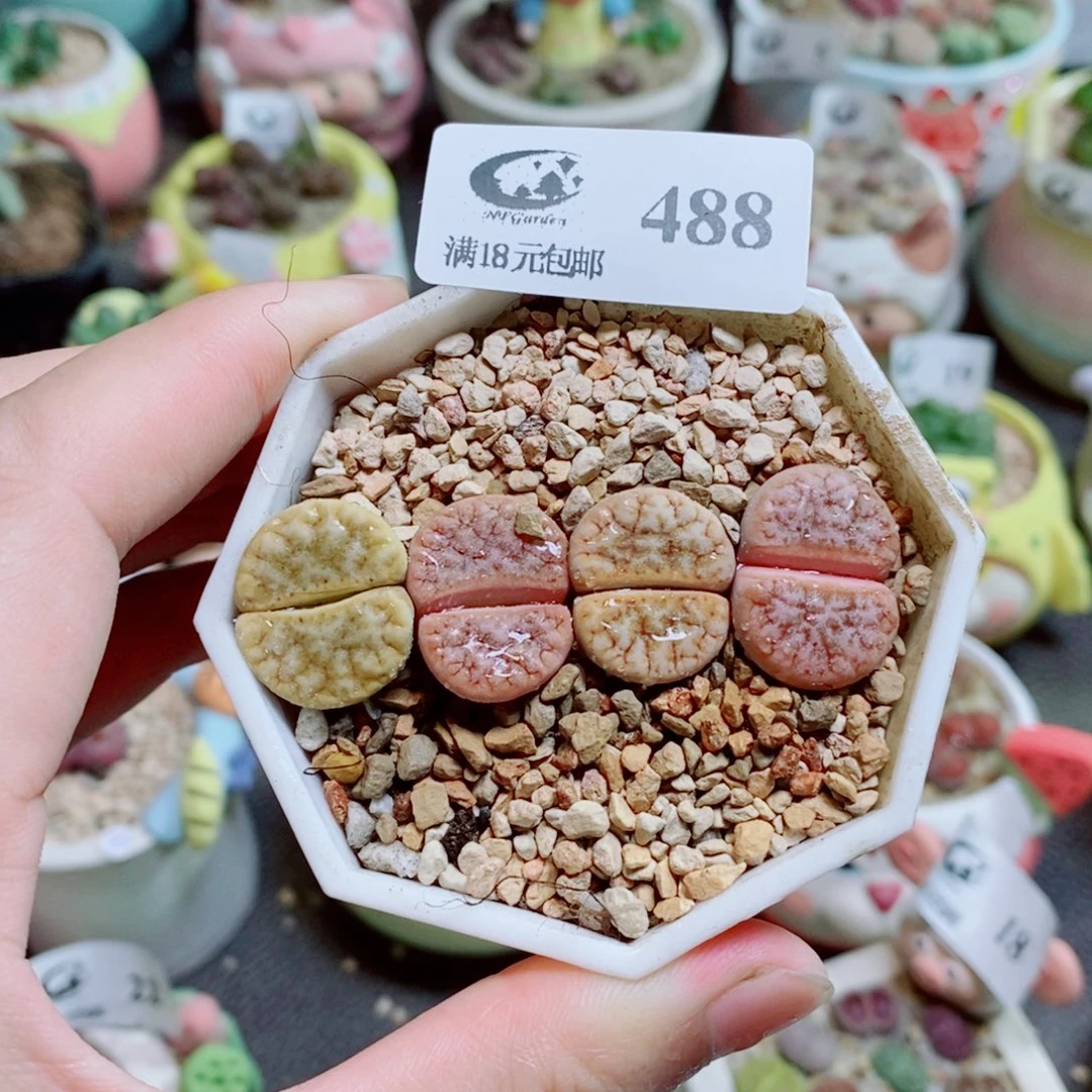 生石花花花花花488