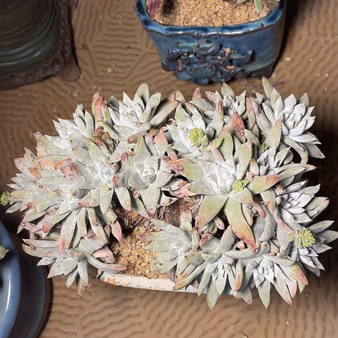 【闪购商品】大宽叶白姆