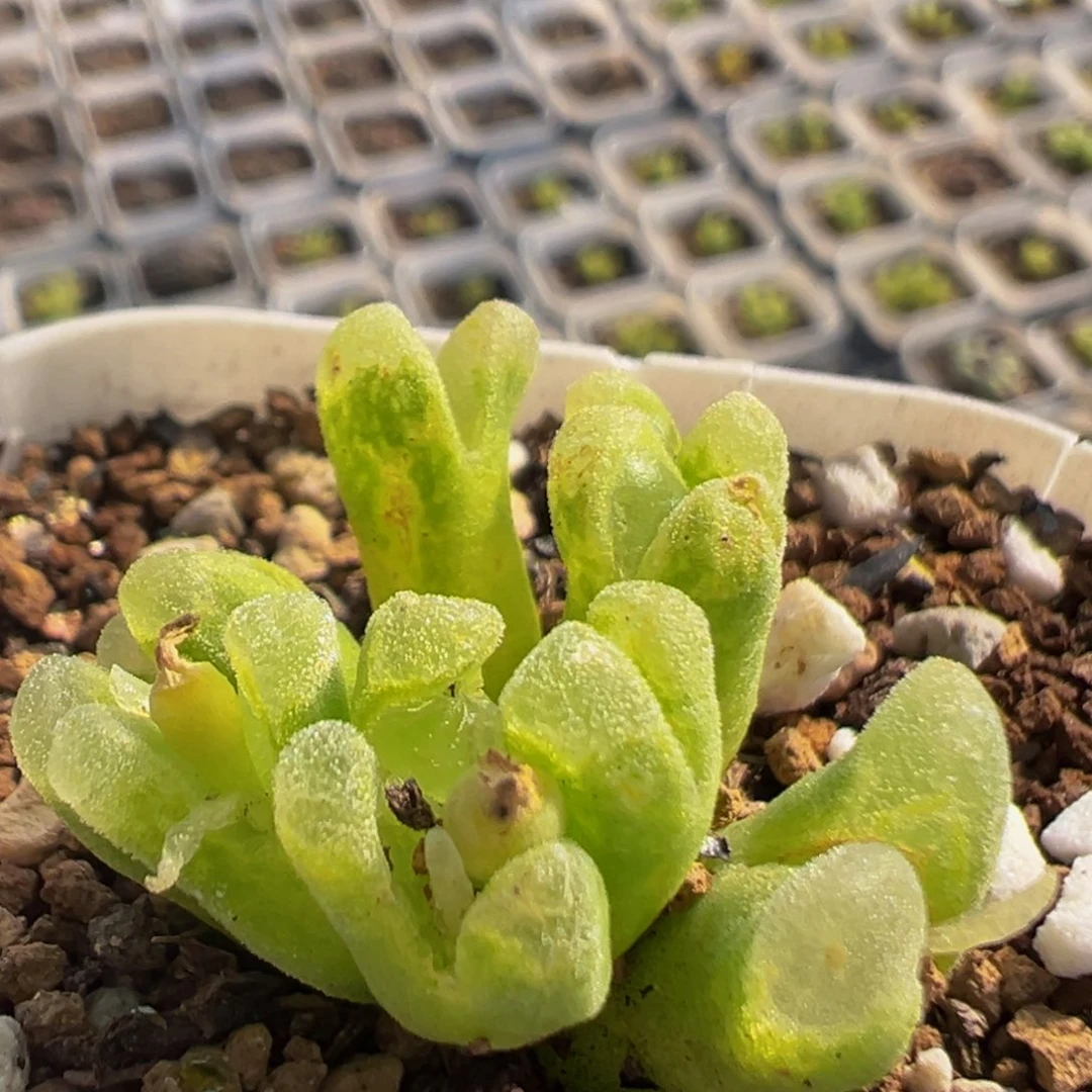 102多肉植物百科植物