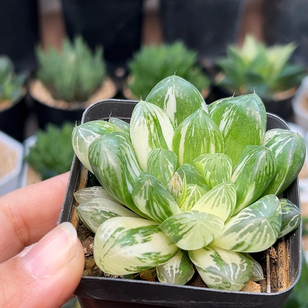 优选散斑锦玉露