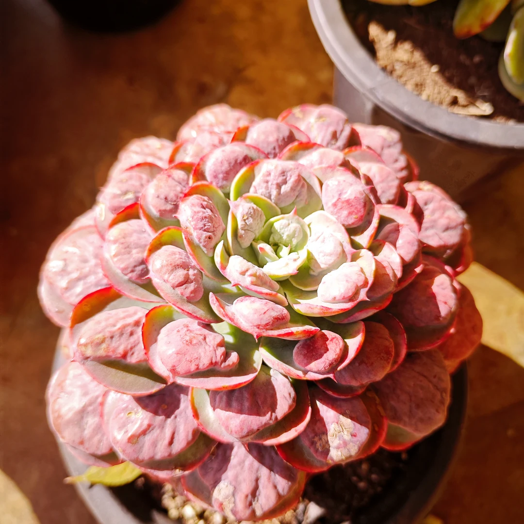 单头小雨滴160#云大B1棚 雪山多肉 新手必备好看好养一单包邮