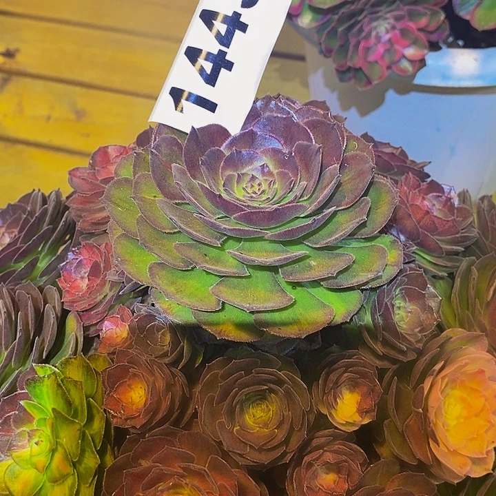 梦***见1443多肉植物海王七彩