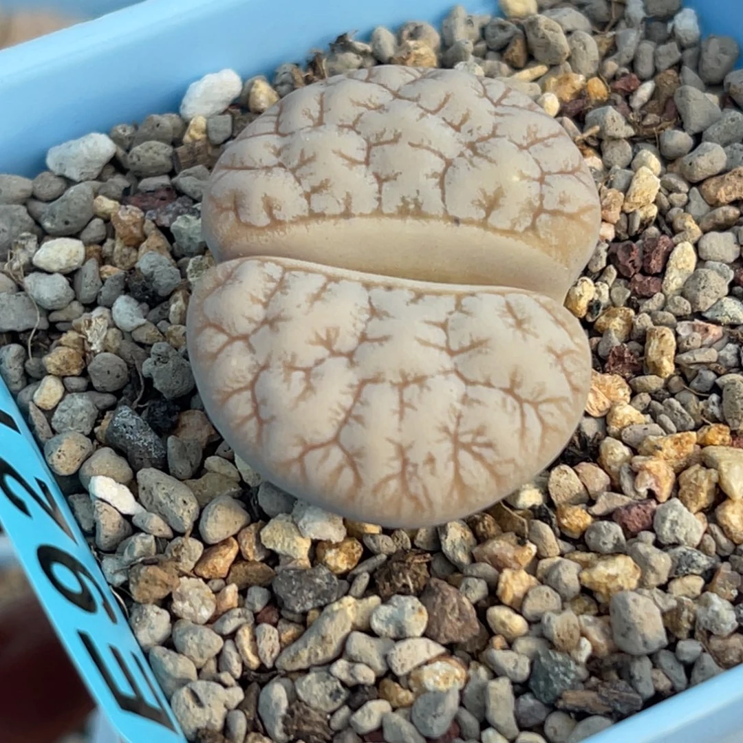 9219睫毛凹凸铁189一颗