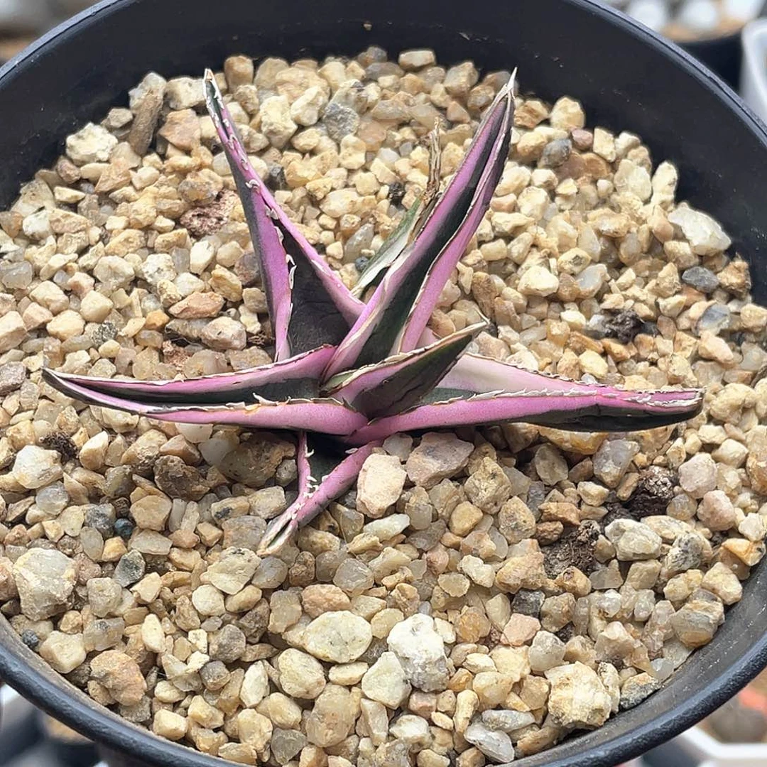 实生丸叶彩虹冰山 致远多肉