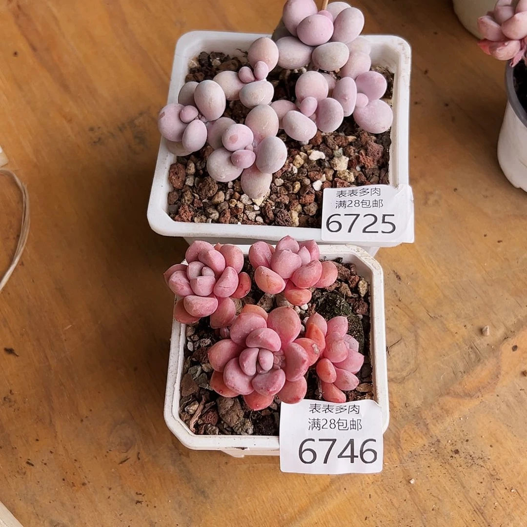 9号*️****我们的确是一6725.4746