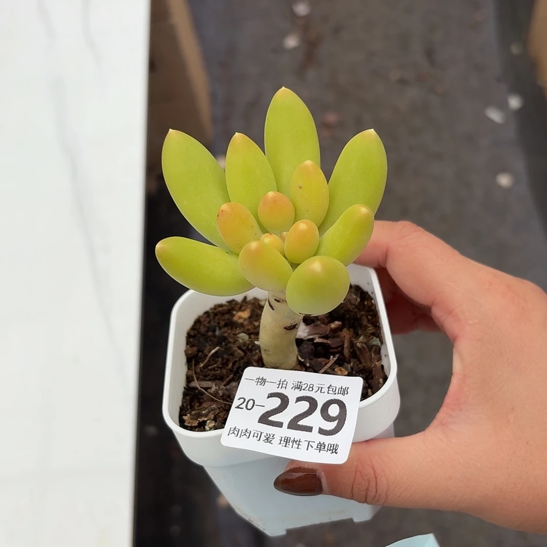 金蝉无盆土发货无