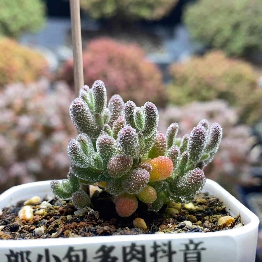 优选冰晶4017枝干番杏