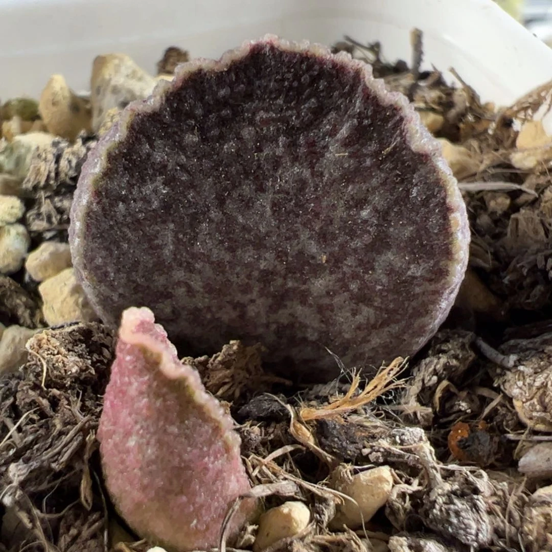 实生新品大苗多肉植物水泡