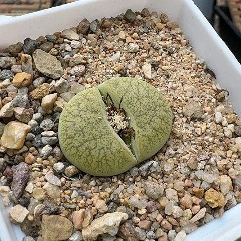 3213，一箭之遥母本带盆土发货