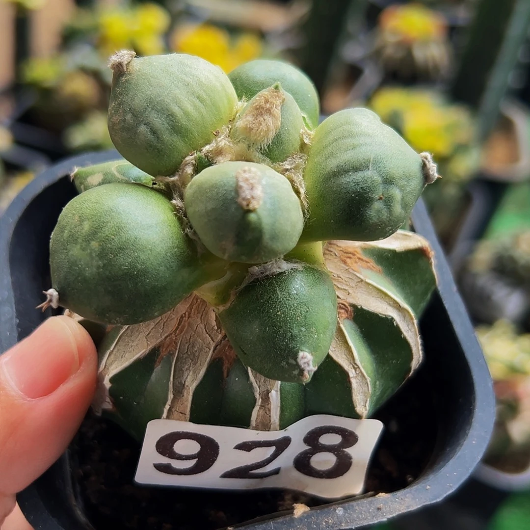 无花朵福利达摩蛋尤牡丹928