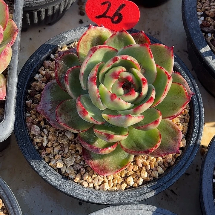 26绿底惊鸿仙子，12厘米左右