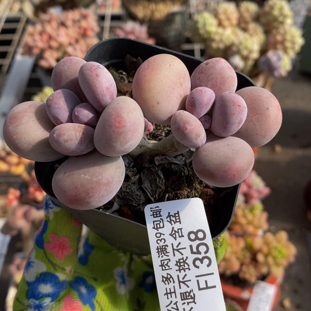 彩虹奶酪358/7c m