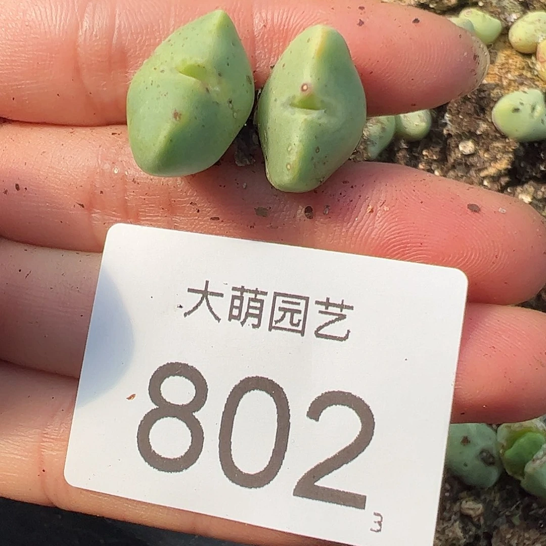 0000802量拍1449.1园艺麋鹿角2颗