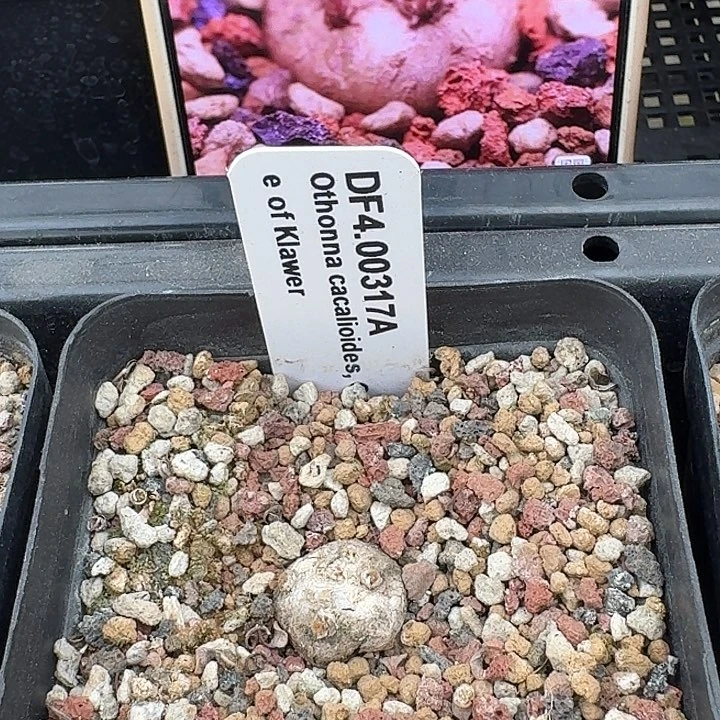 熔岩格加厚敦菊带盆发