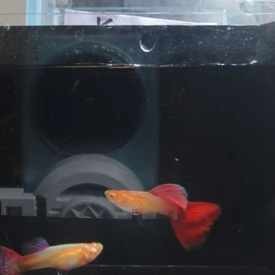 孔雀鱼蛇纹红尾一对