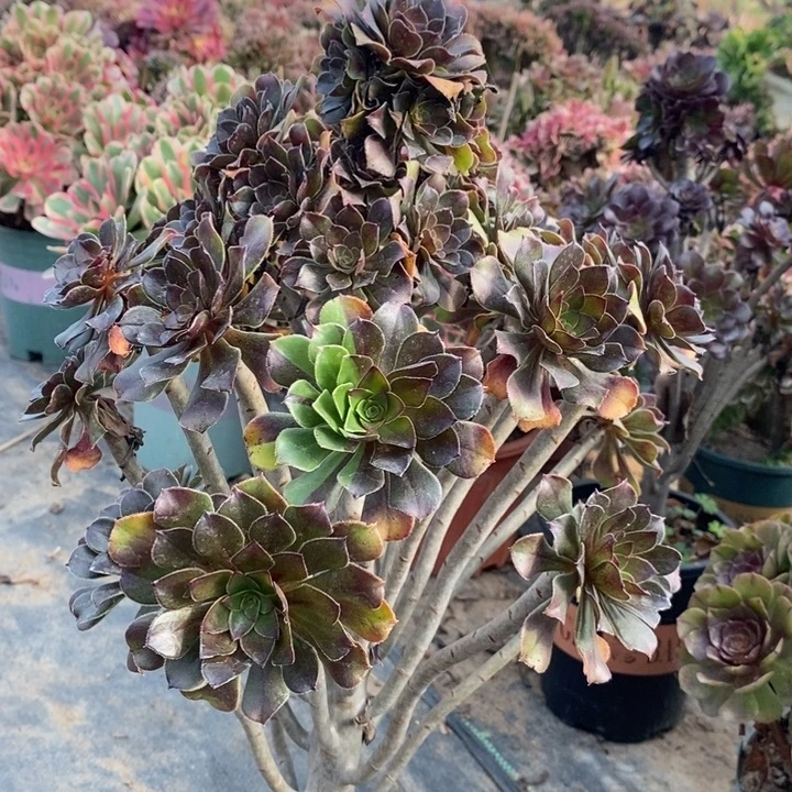 灰豆55多肉植物法师法师