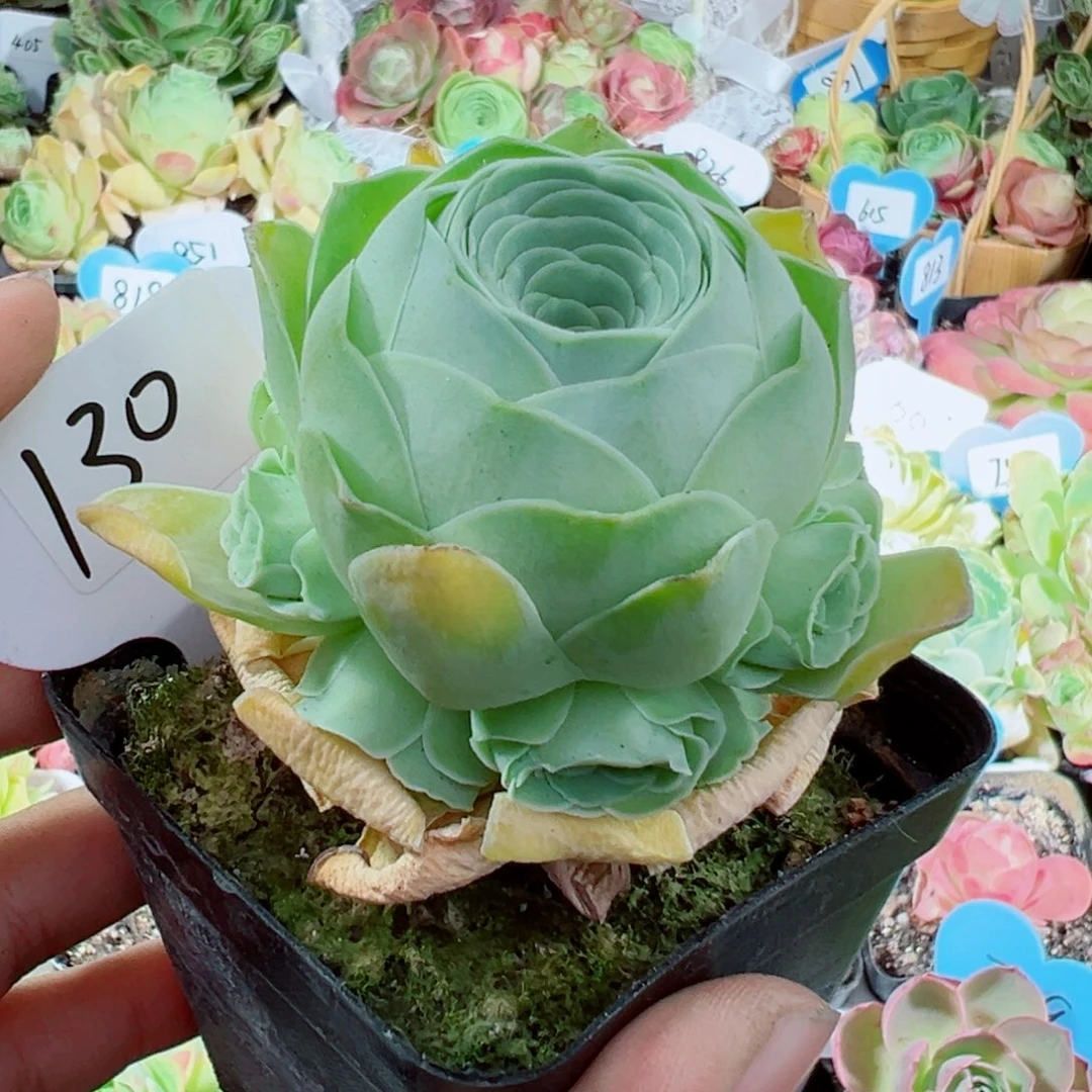 130黄千层手捧。