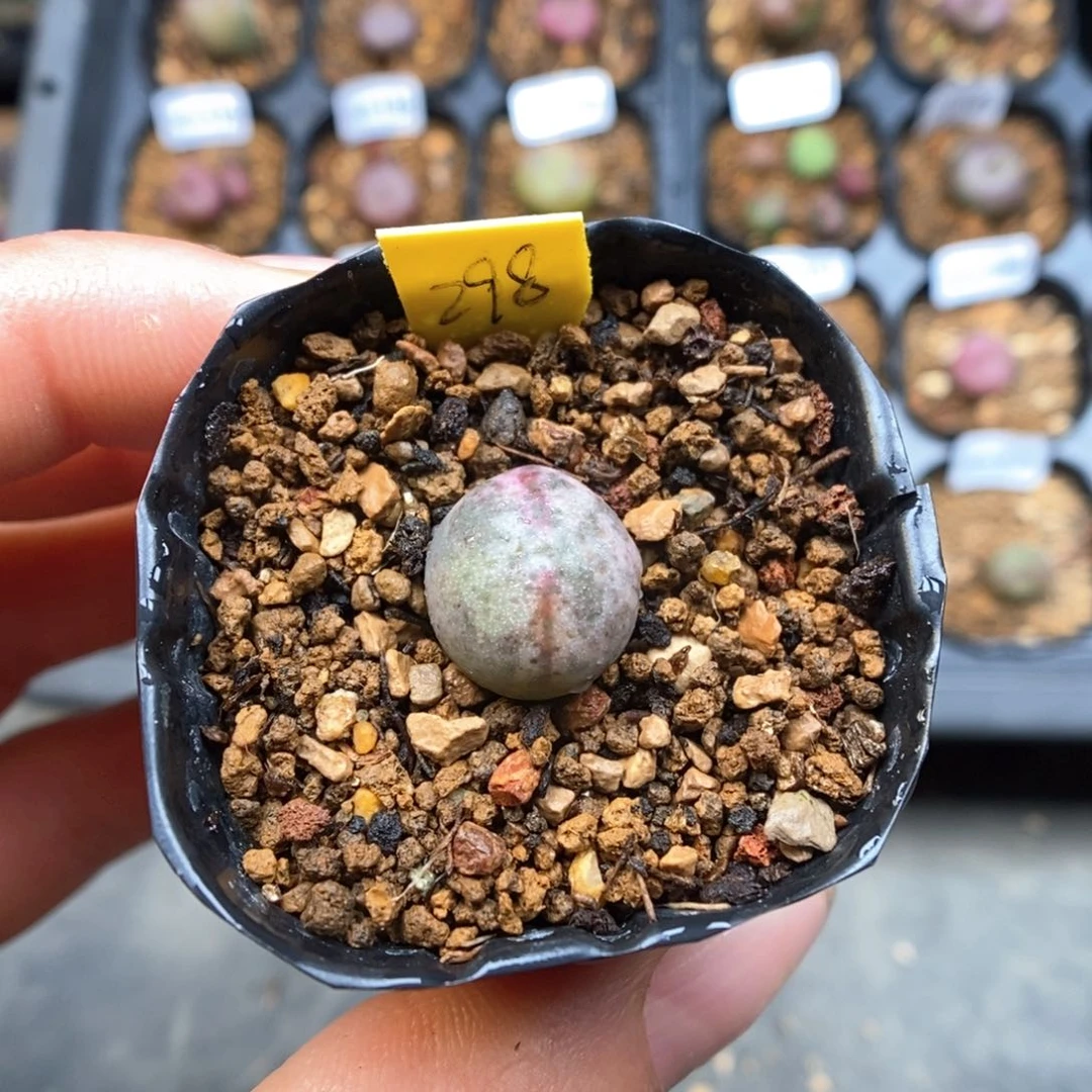 海*多肉植物Q-298（1.2）少将杂锦