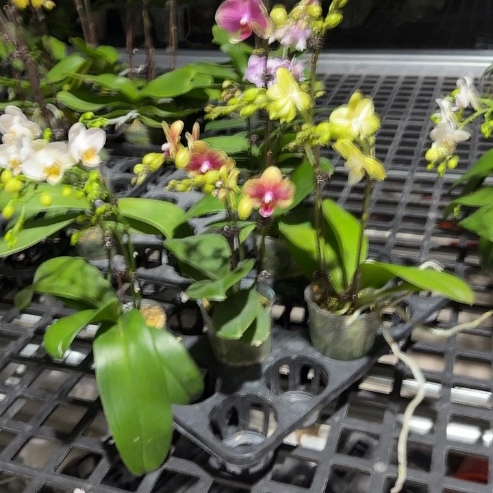 大部分开放少量花苞组合