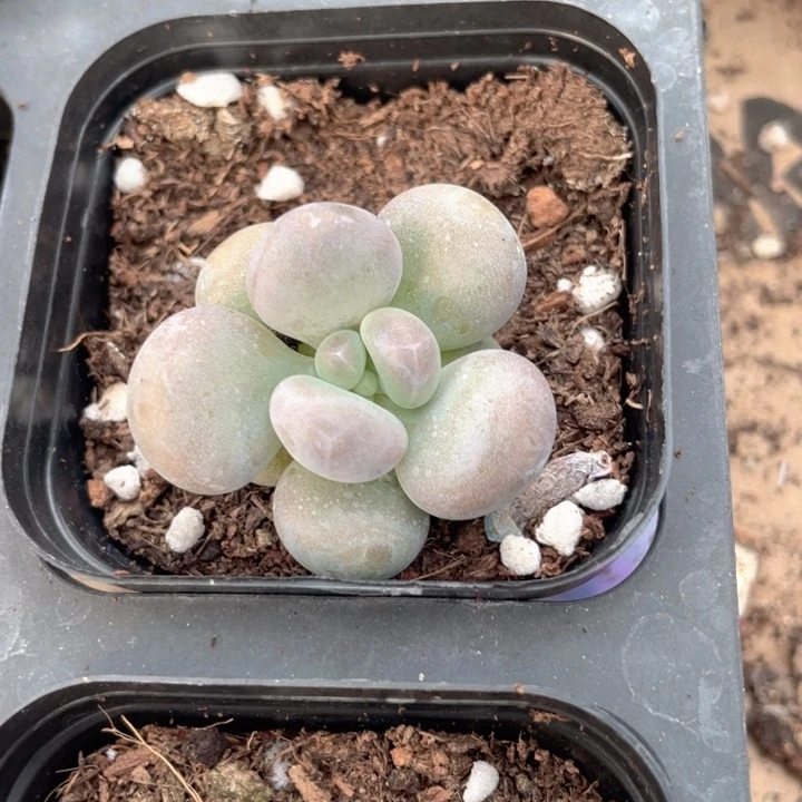 鸡蛋奶随机发满18包邮