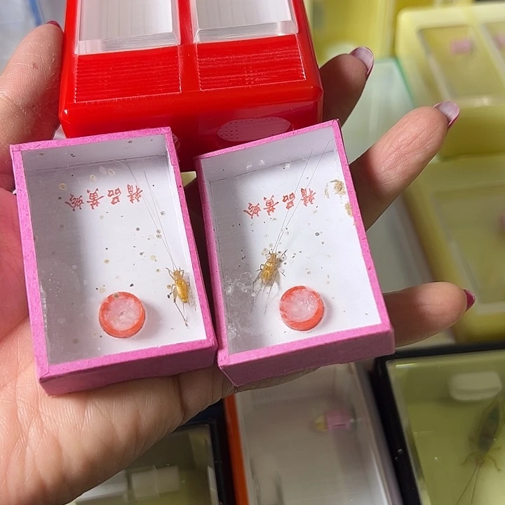 终***乾蟋蟀哈哈哈哈哈哈哈哈哈哈