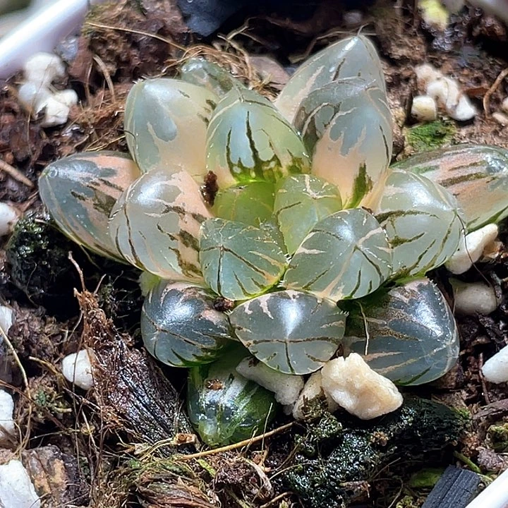 696霓虹灯锦一物一拍