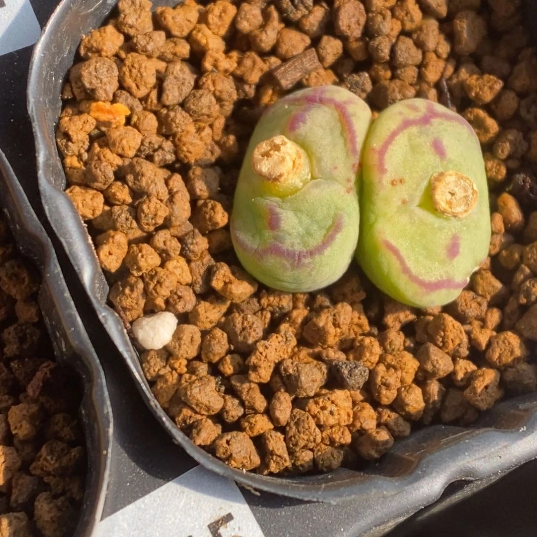 多肉植物肉锥杂交K-4756