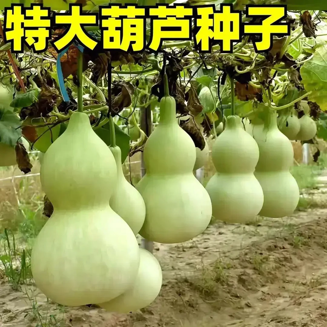 巨型葫芦种子超大葫芦籽特大号葫芦种籽亚腰葫芦盆栽观赏庭院爬藤
