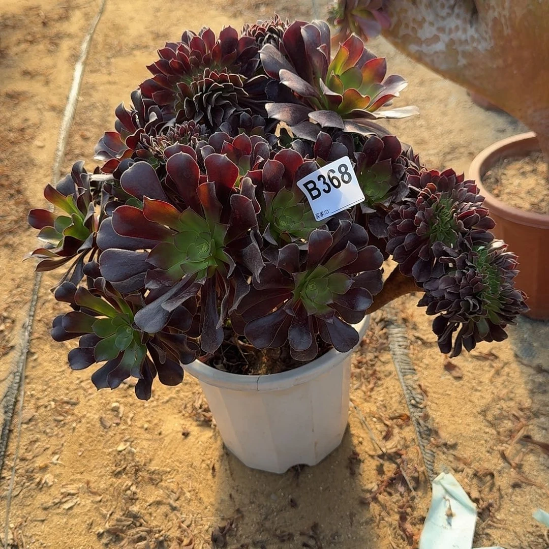 368欧紫有伤一颗呀呀