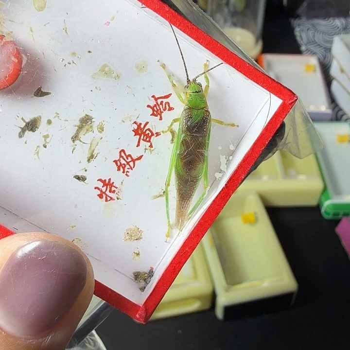 蟋蟀哈哈哈哈哈哈哈哈哈哈哈姐