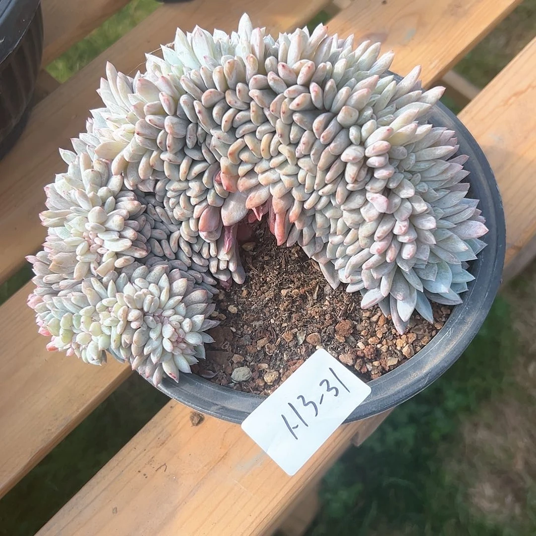 丽****吖1.13-31橙子缀化多肉瑕疵不包断