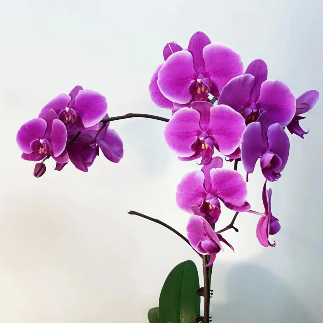 锦兰轩【约翰内斯堡】蝴蝶兰 单花箭 基地直发