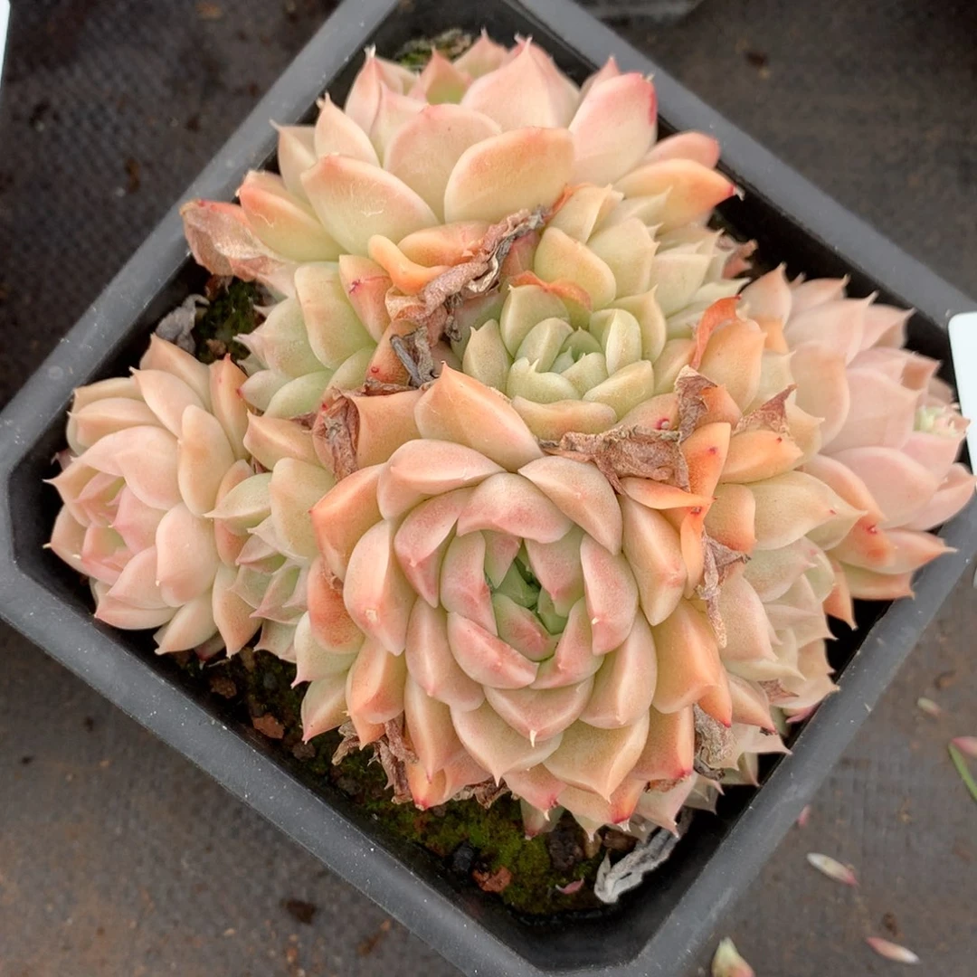 2080杂交精品基地14厘米