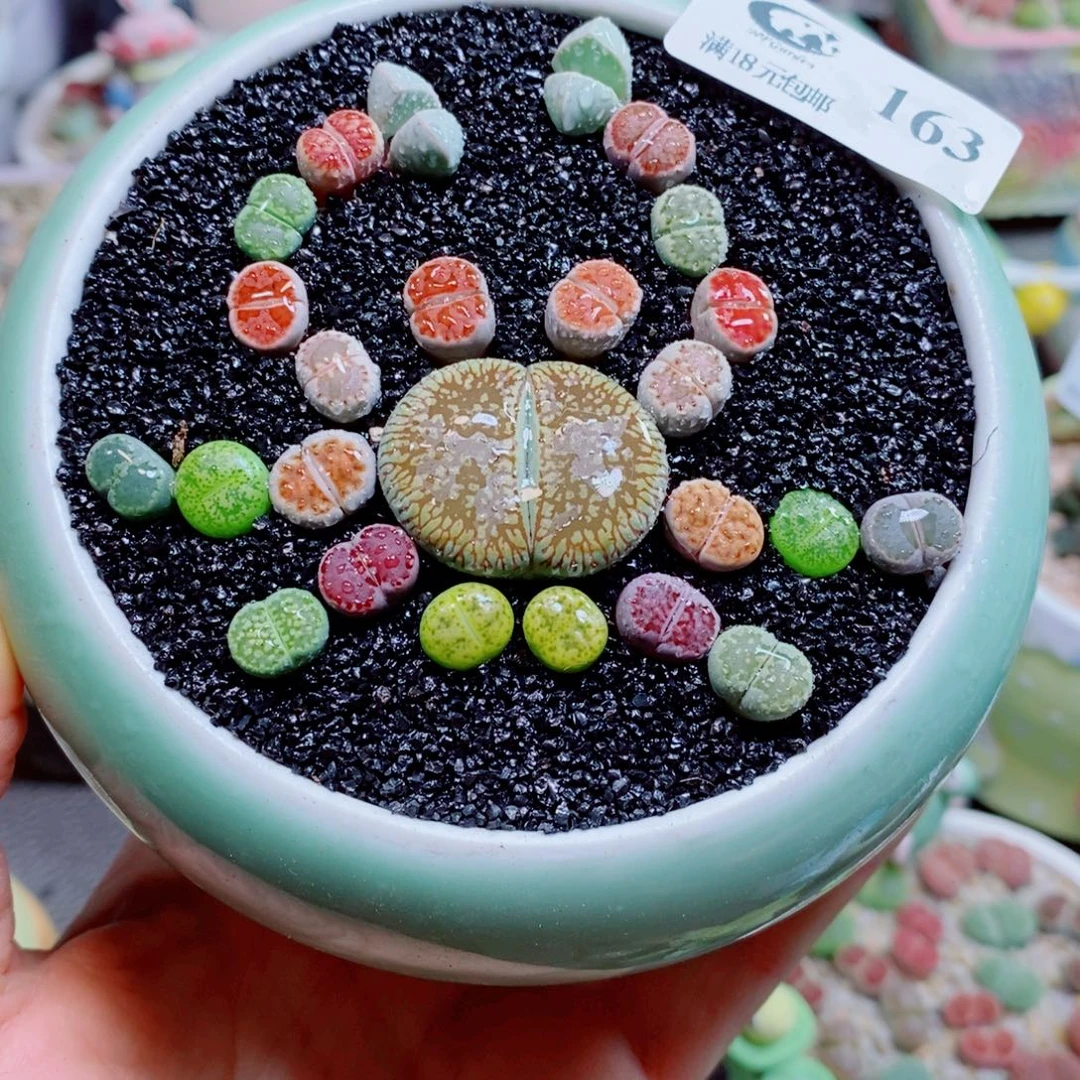 生石花花花花花花花163