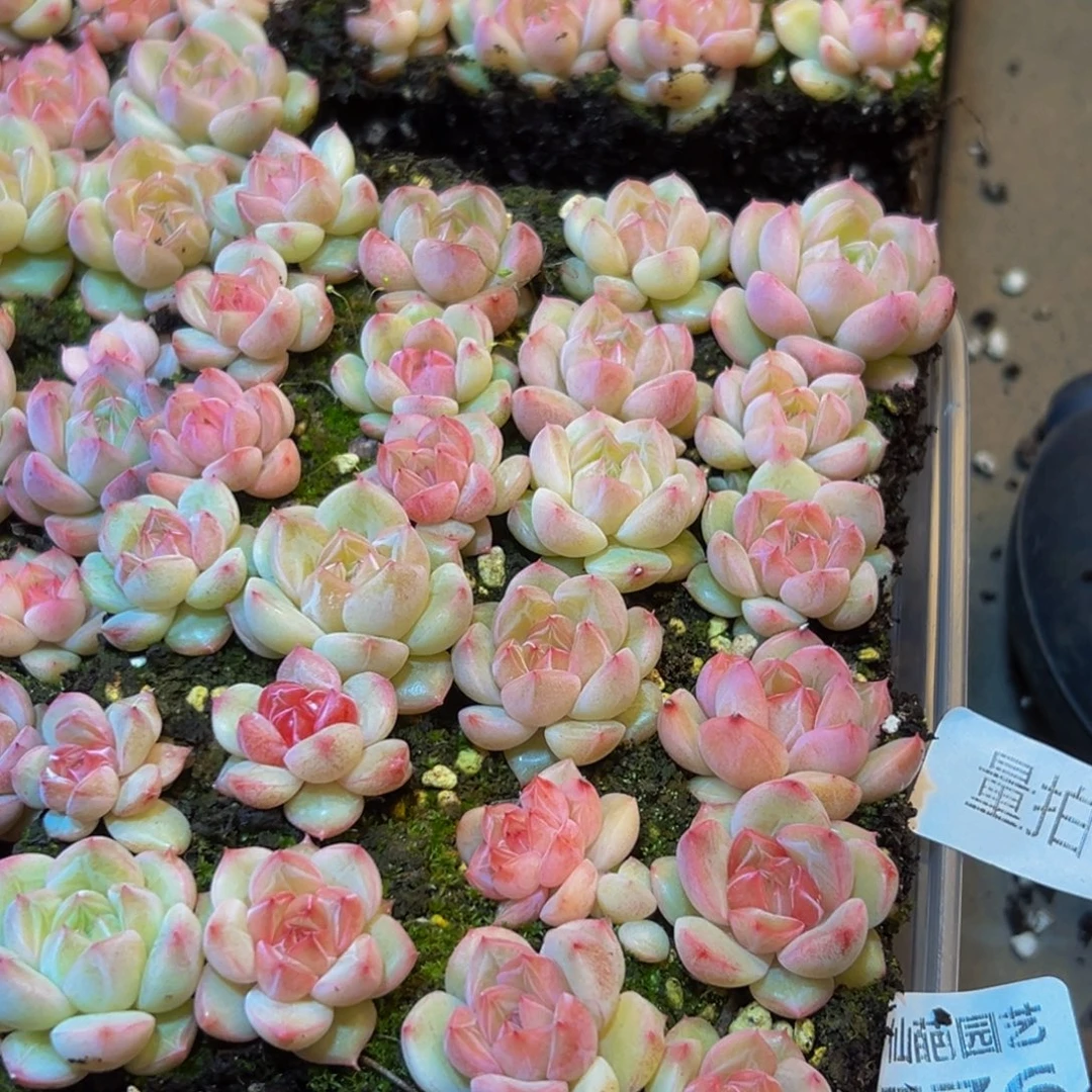 776多肉量拍一盒保底24颗