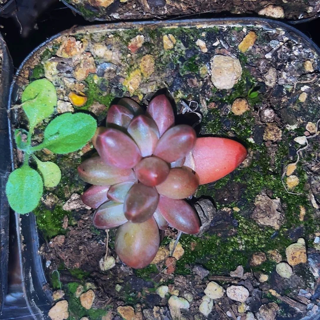 桔云多肉美人精品系列