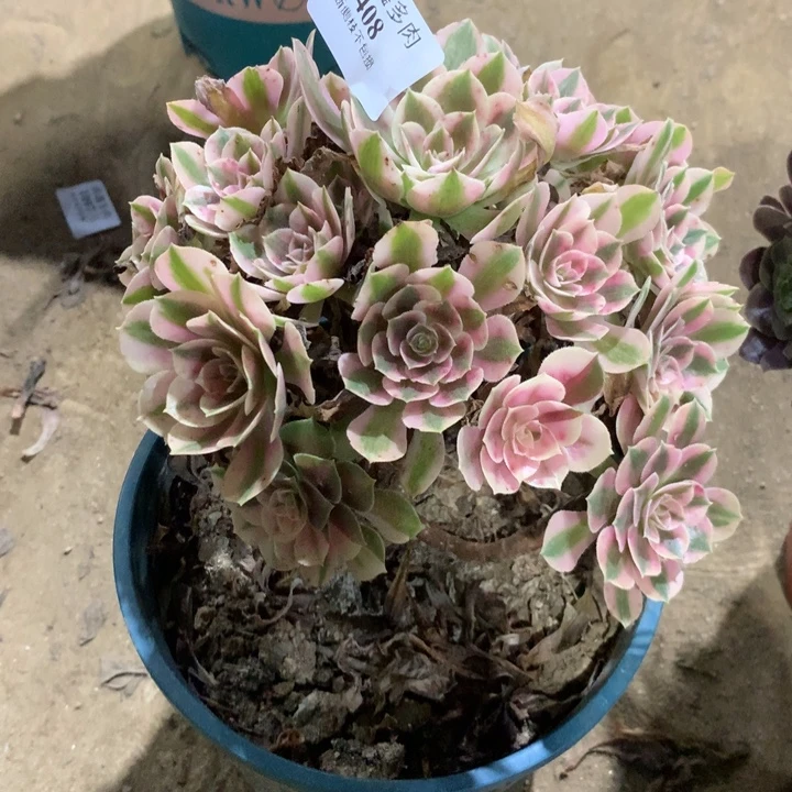 1408粉女巫多肉特价