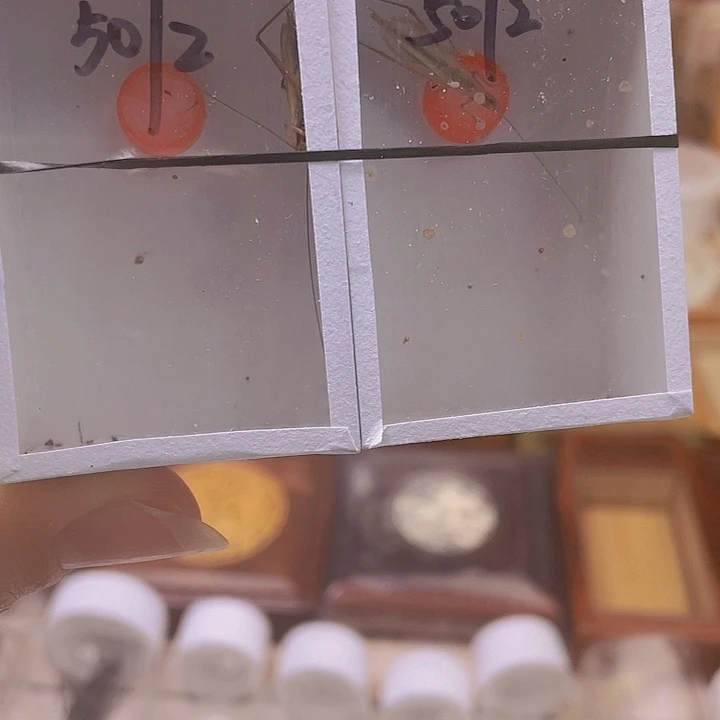 红竹2啊啊啊啊啊短须
